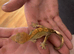 Different reptiles for sale