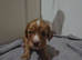 Cocker Spaniel Puppies