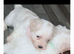 Bichon cross for rehoming
