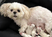 Five Beautiful White Imperial / Tea- Cup Shih Tzu&rsquo;s