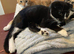 Beautiful Scottish Folds and Scottish Straights