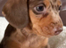 Beautiful Miniature Dapple Dachshunds