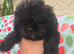 Gorgeous little black female puppy