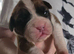 Beautiful red and white boxer puppies