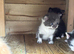 Cute kittens available for adoption