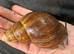 Breeding pairs Archachatina Rhodostoma