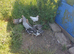 Creamleg bar pullets