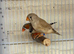 Beautiful young pair of zebra finches