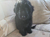Black cockapoo pup