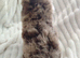 Toy poodle puppies