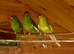 Red fronted and yellow fronted kakarikis
