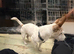 French Bulldog x Jack Russell puppies