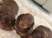 Miniature dachshund puppies