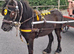 3 yr old gelding driving around 9hh