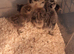 Silkie chick's