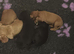 Cocker spaniel puppies