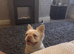 Fluffy French Bulldog
