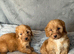 Cockapoo Puppies looking for there forever home