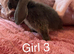 Mini lops ready now