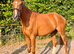 Genuine young unraced Tb gelding