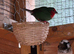 Gouldian and Parrot Finches for sale