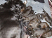 Stunning Cane Corso Pups