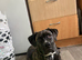 Female cane corso