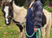 Shetland x Dartmoor