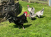 6 White faced Spanish hatching eggs