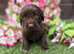 Cocker spaniel pups
