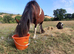 3 year old mare and foal at foot