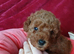 Fox red boy Royal Kennel Club registered, prcd pra clear. Parents are both family pets.
