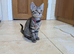 Adorable kittens in London(SE18)
