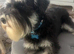 Cavaschnauzer Adorable Pups