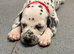 Stunning dalmatian puppys
