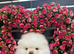 High quality KC reg puppies from imported lines