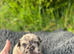 French bulldog puppies