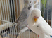 Budgies