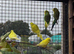 Budgies for sale