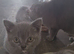 Healthy Pedigree Cats & Kittens for Sale &ndash; Moving House