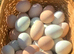 Cream Legbar hatching eggs available