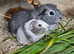 Baby girl guinea pigs