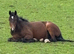 Four year old mare 14.2