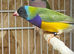 Various gouldians