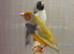 3 breeding pairs and a female