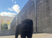 2 beautiful kc chow chow girls available