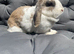 Mini lop