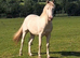 Stunning 14.1hh 6yo cremello WPB gelding