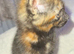 Tortie girl such a sweetie