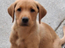 2 lovely lab pups
